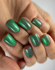 WINTER EVERGREEN